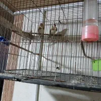 نر وماده سهره ۲هفته قفس مونده تماس پاسخگو هستم