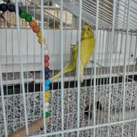 مرغ عشق