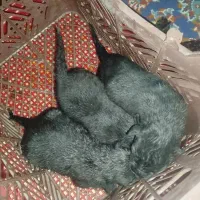 واگذاری توله نژاد دار|سگ|ساوه, |دیوار