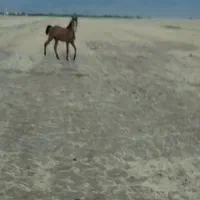 کره نریون نوه تاراج رفیعی