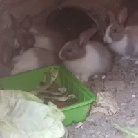 خرگوش|موش و خرگوش|فردوس (خراسان), |دیوار