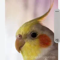 فروش عروس هلندی