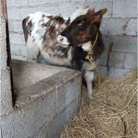 لیشه دورگه چالوسی