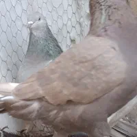 2تا کفتر ماده