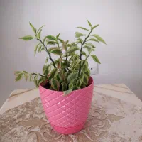 چند مدل گل آپارتمانی|گل و گیاه طبیعی|کرمانشاه, |دیوار