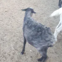 بره رومانف آبستن، لنگه چند قلو|حیوانات مزرعه|جلگه ماژان, |دیوار