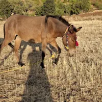 فروش قاطر|حیوانات مزرعه|بانه, |دیوار