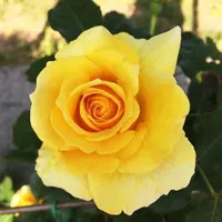 اجاره آپارتمان ۴۰ متری ۱ خوابه طبقه ۱ در شمشیری