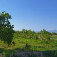 باغ انگور و بادام ۱۲۰۰ متری