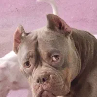 سگ اگزوتیگ|سگ|تهران, تهرانپارس شرقی|دیوار