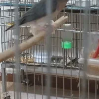 فنچ گلدین|پرنده|کرج, کیانمهر|دیوار