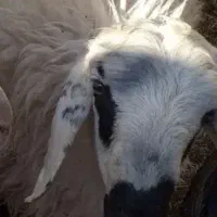 بره نروماده محلی