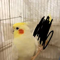 نر لوتینو مست