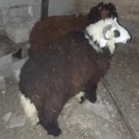 ۲عدد گوسفندنرچاق