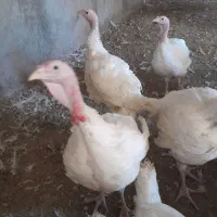 پرورش بوقلمون طالقان بصورت طبیعی