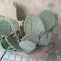 کاکتوس