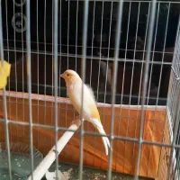 قناری دهن زن نر هفت ماه