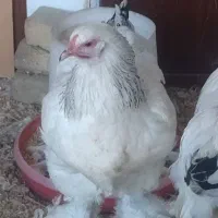 جوجه برهما لایت اصل اصل مرغ  و خروس برهما