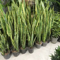 بار جدید سانسوریا