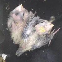 جوجه عروس سرلاکی