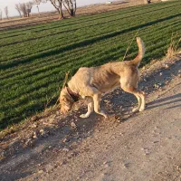 سگ ماده عراقی|سگ|بشاریات, |دیوار