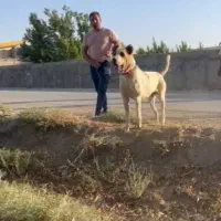 کشش سگ سرابی اصیل