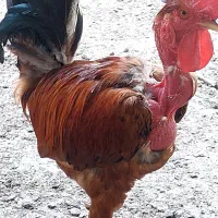 خروس گردن لخت