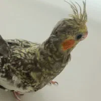 عروس هلندی|پرنده|گلستان (تهران), |دیوار