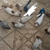 10 عدد کبوتر رنگه