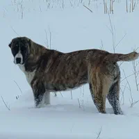 توله ماده آلابای|سگ|بهارستان, |دیوار