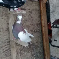 کفتر بهبهانی ۳ ماده ۲ نر|پرنده|شیراز, دست خضر|دیوار