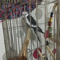 پرنده سخنگو|پرنده|محمدیه-قزوین, |دیوار