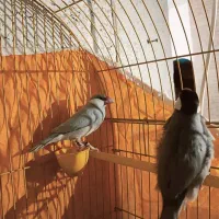 فنچ نرگسی|پرنده|شیراز, سهل‌آباد|دیوار