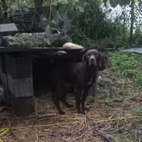 سگ شکاری ماده