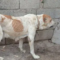 سگ آلابای