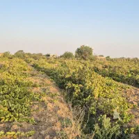 باغ-چکی-تاکستان