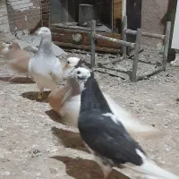 کفتر پرشی|پرنده|نیشابور, مازول|دیوار