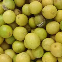 لیمو|خوردنی و آشامیدنی|یاسوج, |دیوار