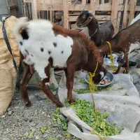 دوعدتت نری بزرگ۱۸۵۰۰ویکی نسبت کوچک۷۵۰۰