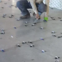 کاشی سرامیک گچ کاری