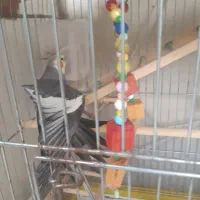 عروس هلندی نر