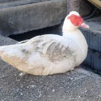 اردک اسرائیلی،روسی تک خال