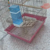 قفس عروس هلندی|لوازم جانبی حیوانات|شیراز, کوشک میدان|دیوار