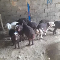 ۱۰ عدد میش بره مهربانی ۶ عدد شک ۴ عدد میش جوان|حیوانات مزرعه|کوهدشت, |دیوار