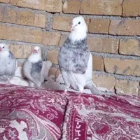 طوقی نر با جوجه چاپی