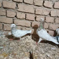 کبوتر طوقی هفت رنگ|پرنده|الوند, |دیوار