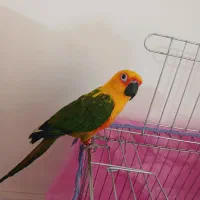 طوطی کانورخورشیدی