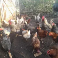 مرغ تخمگذار محلی . آمروک و لوهمن
