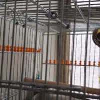 سهره درجه یک