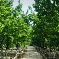 باغ ویلا جنگلی